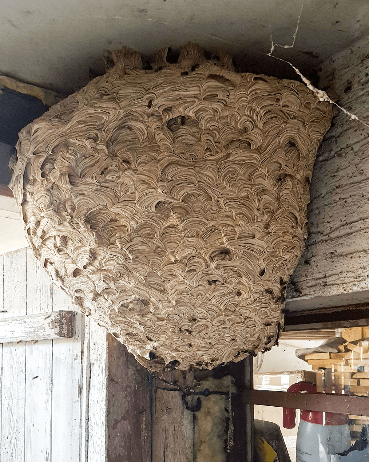 nest gemeinewespe 1 1