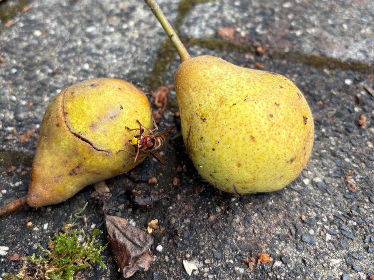 whatsapp image 2025 10 20 at 00.03.12