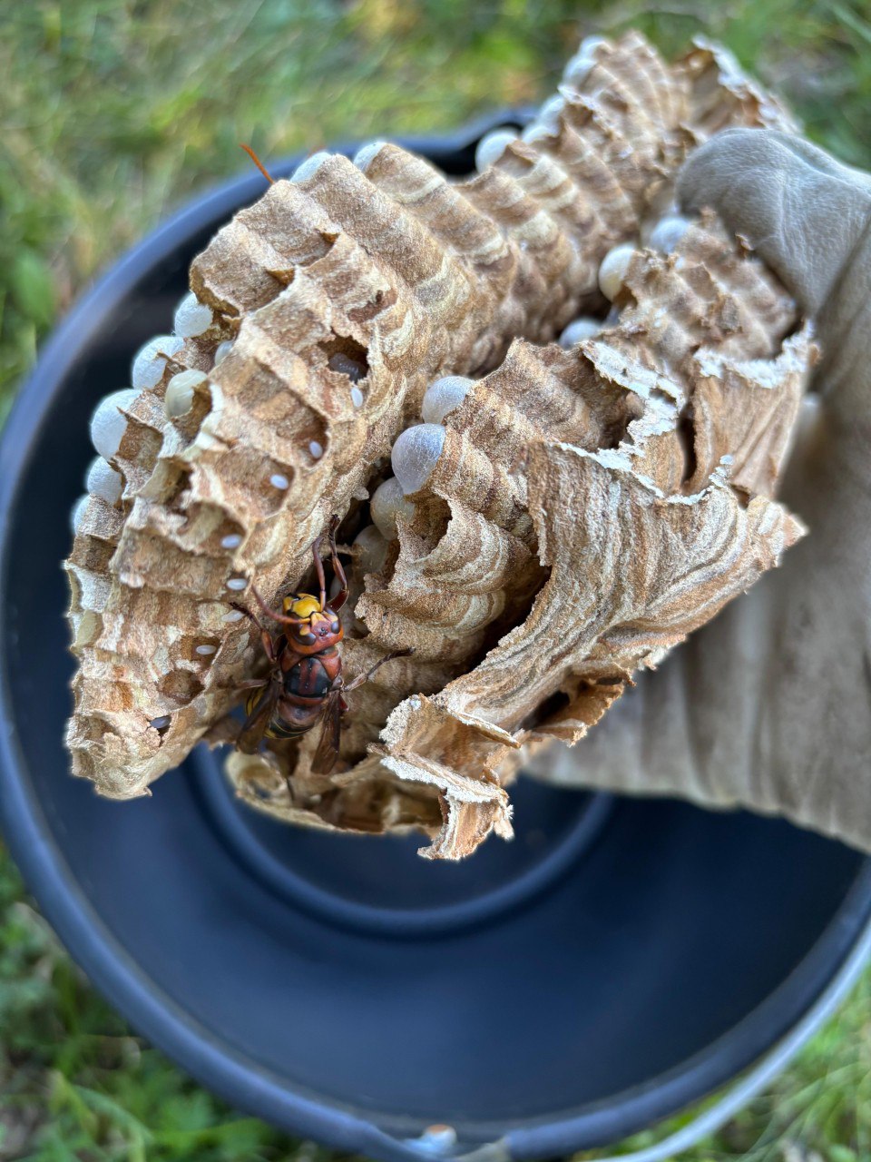 whatsapp image 2025 10 20 at 00.03.47