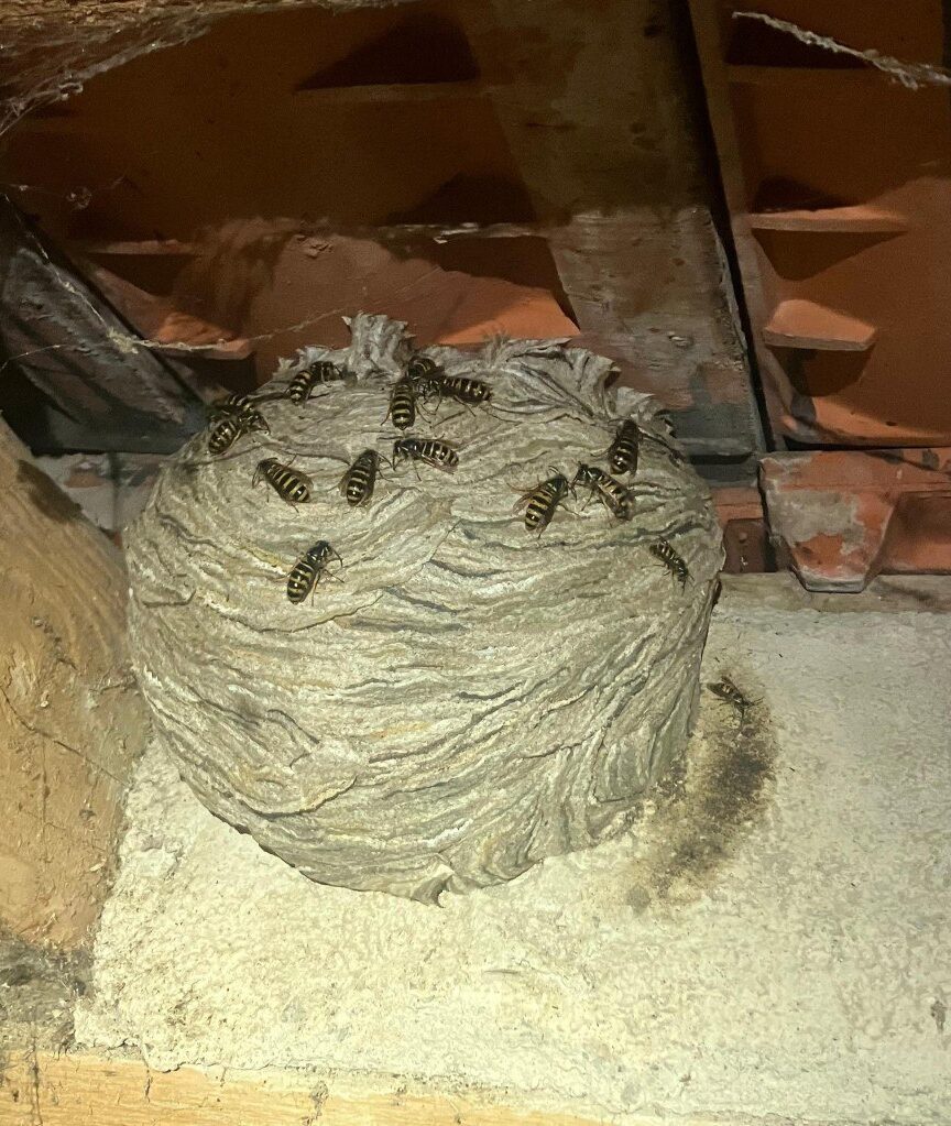 whatsapp image 2025 10 20 at 00.07.04