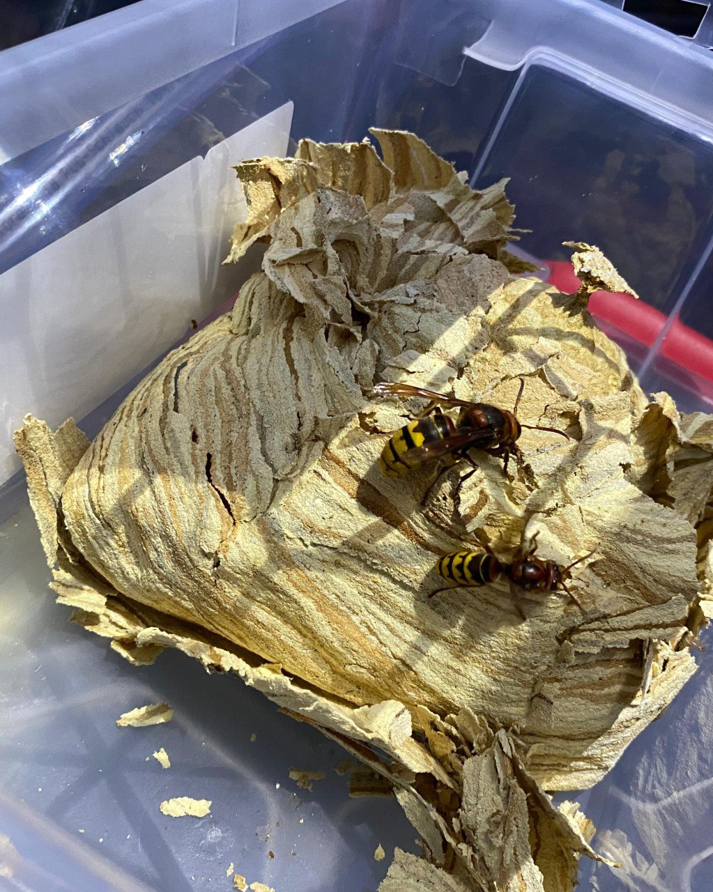 whatsapp image 2025 10 20 at 00.08.13