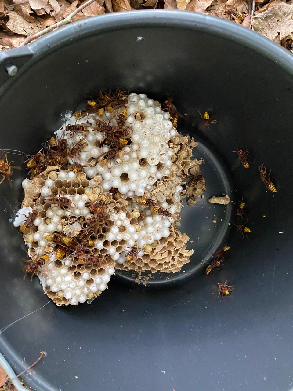 whatsapp image 2025 10 20 at 00.13.42