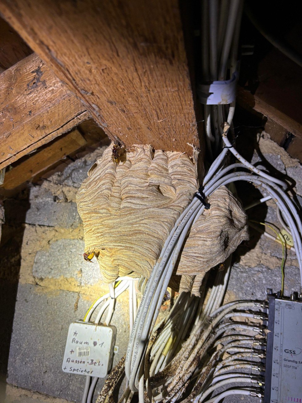 Hornissennest im Wald