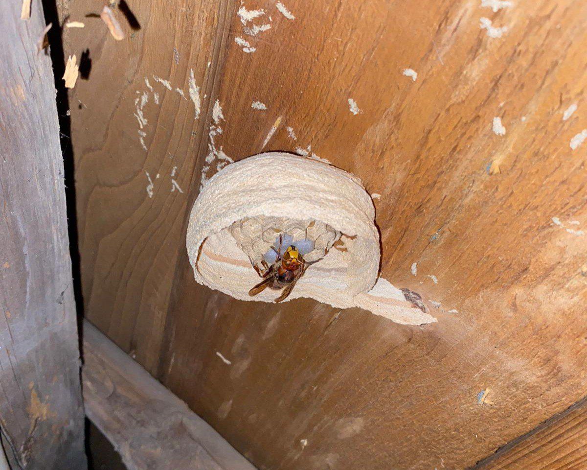 Europäische Hornisse Nahaufnahme